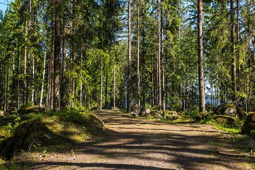 Sonniger Waldweg in Finnland