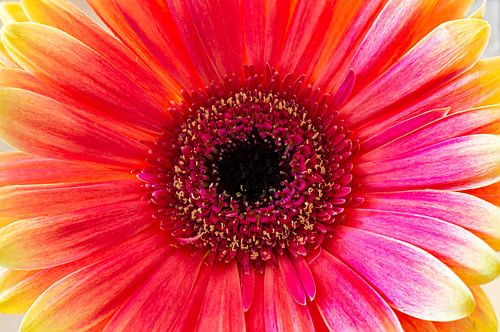 Nahaufnahme Gerbera von Johan Honders