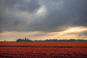 Kleurenpracht onder het Groningse licht van Peter Kuipers