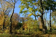 Bunter Herbstwald von Merijn van der Vliet Miniaturansicht