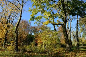Kleurrijk herfstbos van Merijn van der Vliet