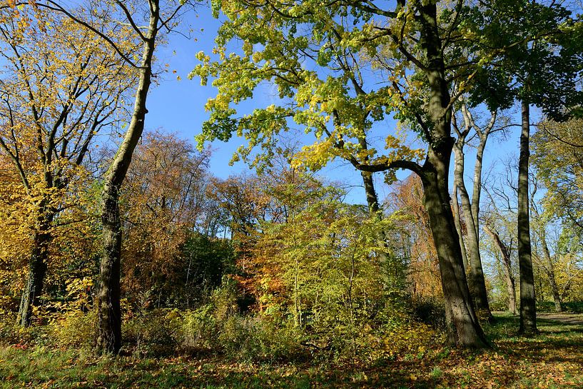 Bunter Herbstwald von Merijn van der Vliet