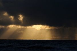 Seagull in the sunbeam. by Muriel Polet