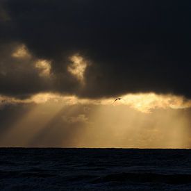 Seagull in the sunbeam. sur Muriel Polet