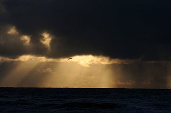 Meeuw vliegt door zonneharpen.