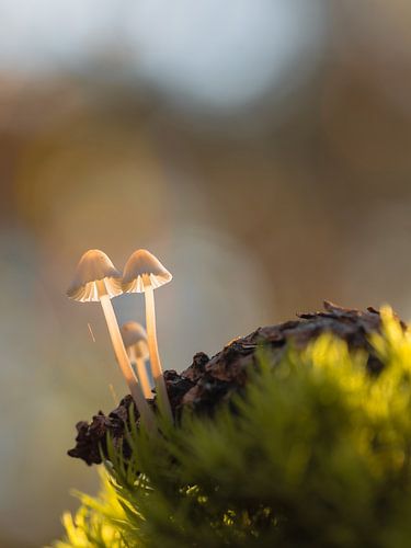Mushrooms as lampshades