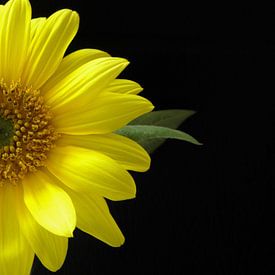 Blühende Sonnenblume für schwarzen Hintergrund von Corina Hoekstra