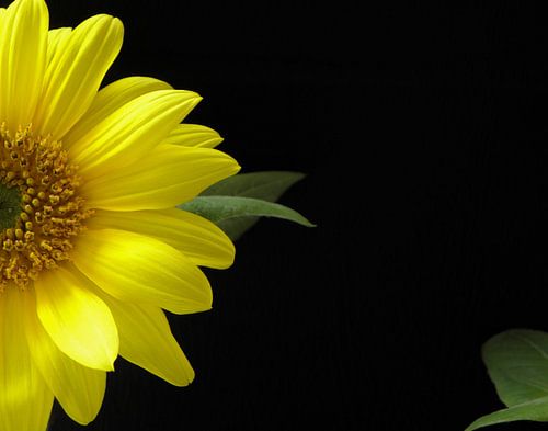 Tournesol en fleur pour fond noir