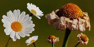 Gänseblümchen