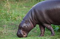 is a cute little hippo. by Michael Semenov thumbnail