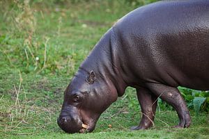 ist ein süßes kleines Nilpferd.