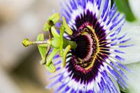 Leidenschaft aus nächster Nähe