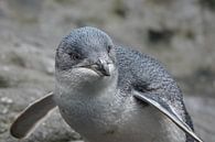 Kleine blauwe pinguin in Nieuw Zeeland van Aagje de Jong thumbnail