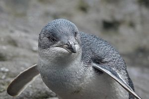 Kleine blaue Zwergpinguin in Neuseeland von Aagje de Jong