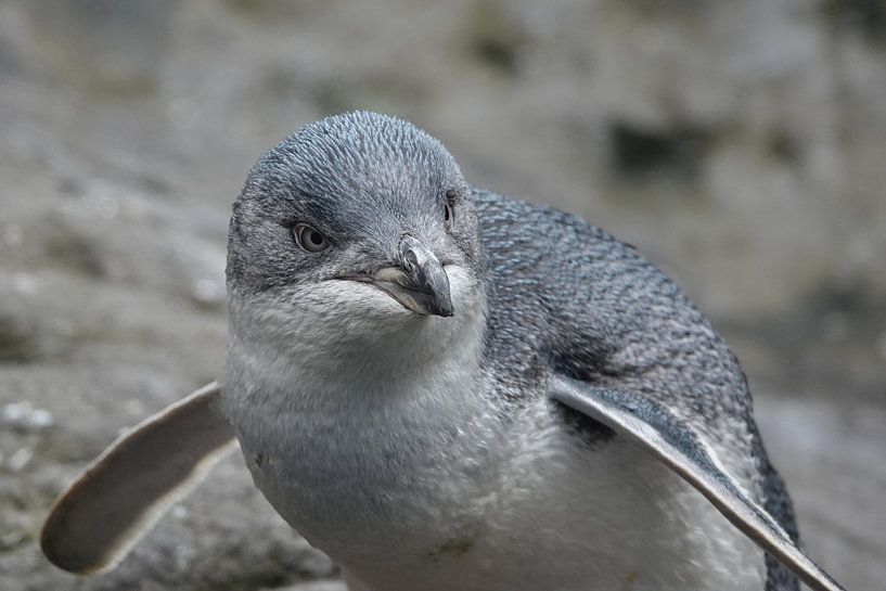 Kleine blauwe pinguin in Nieuw Zeeland van Aagje de Jong