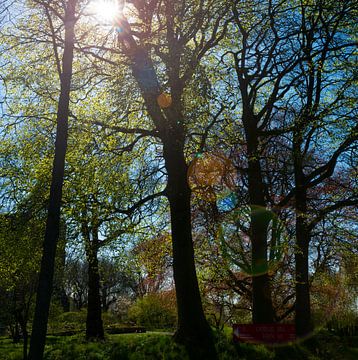 Rayons de soleil sur Bo Scheeringa Photography