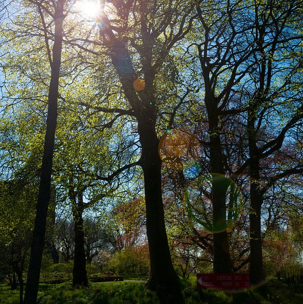 Zonnestralen van Bo Scheeringa Photography