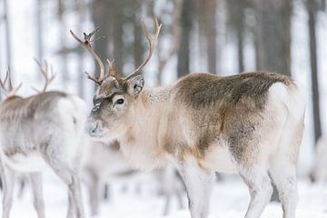 Brown reindeer in winter landscape | Swedish Lapland | Nature photography by Marika Huisman fotografie