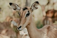 Springbok, Parc Kruger