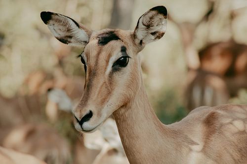 Springbok, Krugerpark