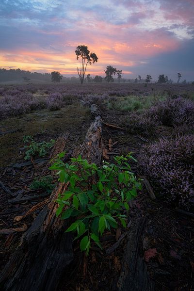 Zonsopkomst op de Loonse en Drunense Duinen met de paarse heide in bloei. van Jos Pannekoek