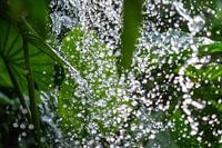Wasserfall auf Pflanzen