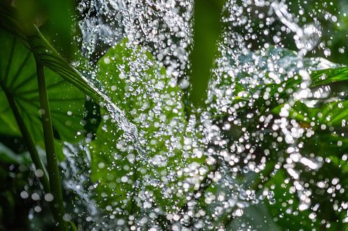 Chute d'eau sur les plantes