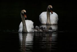 Knobbelzwanen paar met jongen van Danny Slijfer Natuurfotografie