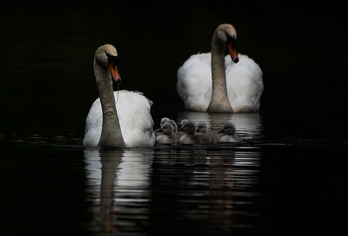 Knobbelzwanen paar met jongen