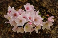 Blossom