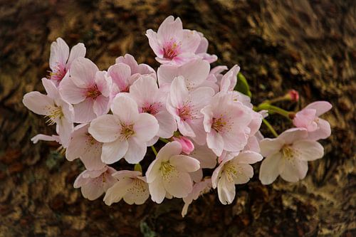 Blüte von Sharona de Wolf