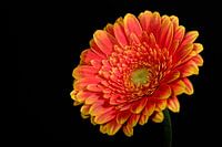 A red-yellow Gerbera flower in soft front light against a black background
