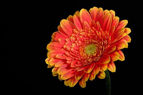 A red-yellow Gerbera flower in soft front light against a black background