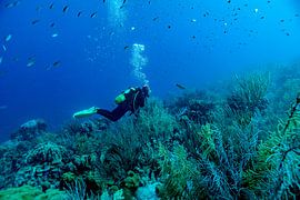 The paradise of a diver the reef by Harald Schottner