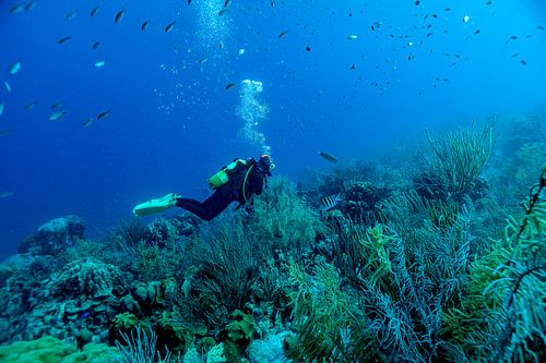 Het rif is een paradijs voor duikers