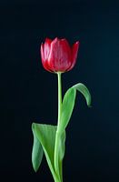 Tulip red