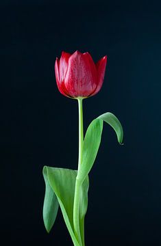 Rouge tulipe