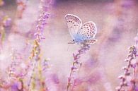 Butterfly in the heath by Daniela Beyer thumbnail