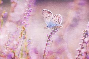Schmetterling in der Heide von Daniela Beyer