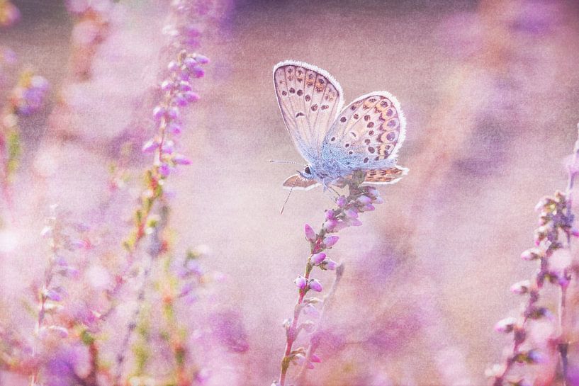 Butterfly in the heath by Daniela Beyer