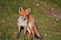Ein Fuchs in den Dünen der Amsterdamer Wasserversorgung