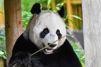 Smiling panda