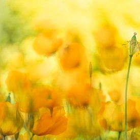 Orange summerbreeze - Poppies by Brigitte van Krimpen