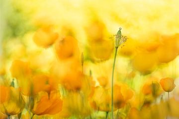 Brise d'été orange - Coquelicots sur Brigitte van Krimpen