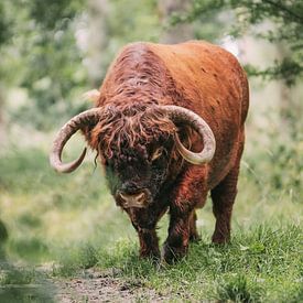 Scottish Highlander Bull by Maria-Maaike Dijkstra