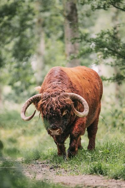 Le taureau écossais Highlander par Maria-Maaike Dijkstra