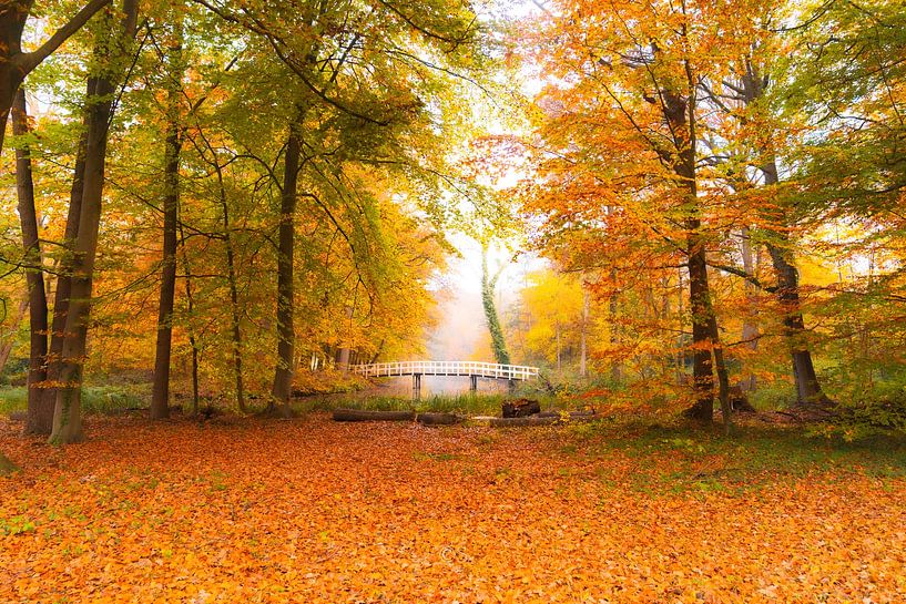 Autumn 2025 by Chandu Srirangam