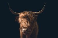 Funny Portrait Photo of Scottish Highlander - Unique Animal Photography full of Character