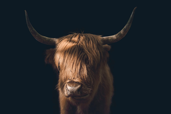 Grappige Portretfoto van Schotse Hooglander - Unieke Dierenfotografie vol Karakter van <span class="secondary-font">Elianne van Turennout</span>