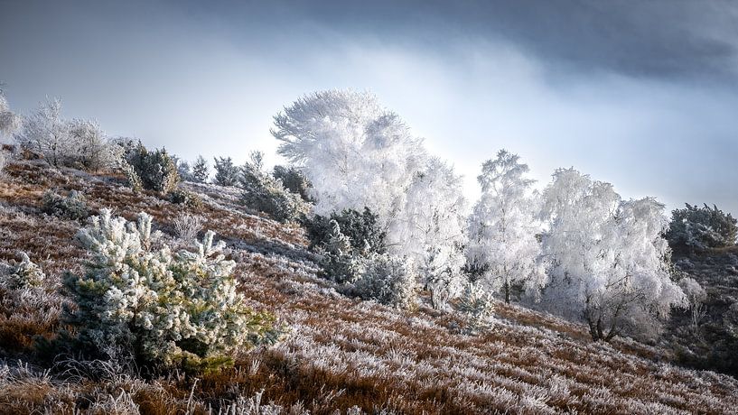 Frosty Wilseder Berg van Steffen Henze
